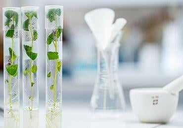 First technical report on the global bio-based economy